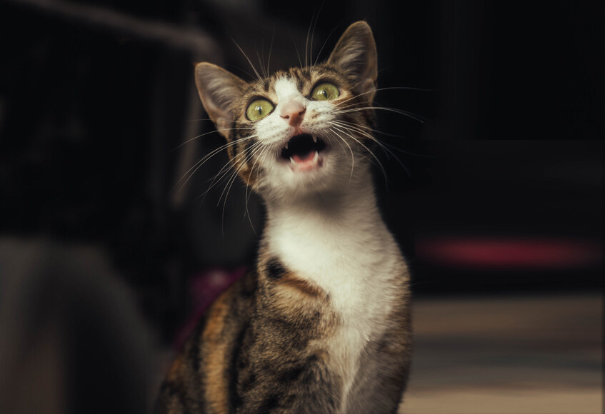 Contorted Cat The Articulate ‘Missing Cat’ Poster