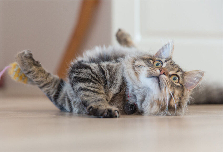 Contorted Cat The Articulate ‘Missing Cat’ Poster