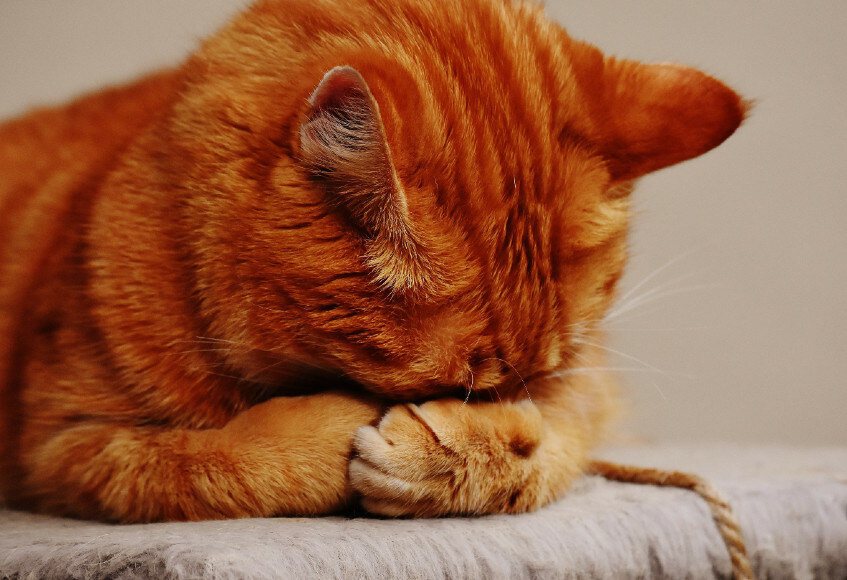 A cat gives his verdict on a particularly poor description